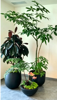 镇海花木租赁价格-慈溪绿植租摆经营-镇海花木租摆装饰效果-慈溪花木租赁合同范本